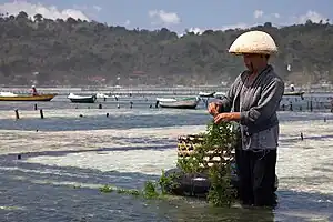 A seaweed farmer stands in shallow water, gathering edible seaweed that has grown on a rope