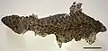 Moult of a Tiliqua rugosa lizard, 5&nbsp;cm scale bar