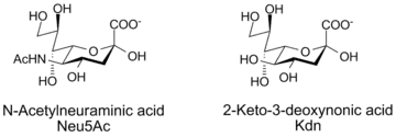N-acetylneuraminic acid and Kdn, two sialic acids