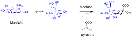Biosynthesis of sialic acid by a bacterial aldolase enzyme.
