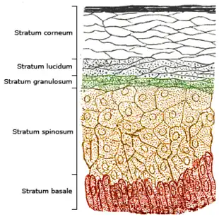 Section of epidermis