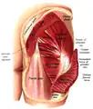 Structures visible under the gluteus maximus