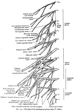 The plan of the lumbosacral plexus