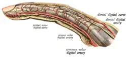Lateral aspect of finger, with artery labeled a proper volar digital artery.