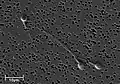 Electron micrograph of human spermatozoa magnified 3140 times.