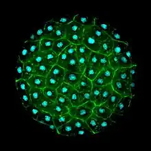 "Sphaeroforma arctica" stained with phalloidin and DAPI