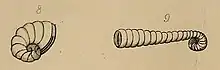 Illustration of "Spirolina depressa" and "Spirolina cylindracea"