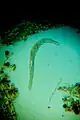 Spirostomum teres - 160x