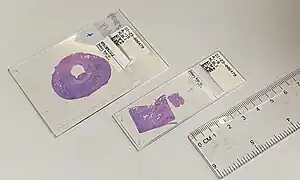 Standard (75 x 25&nbsp;mm or 3x1″) and large (75 x 51&nbsp;mm or 3x2″) microscope slide.