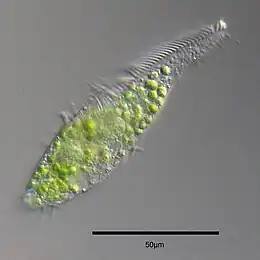 Stichotricha secunda