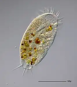 Stylonychia putrina