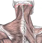 Posterior view of superior nuchal line (labeled in red) and muscles connecting to it.