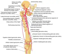 Schema of the arteries arising from the external iliac and femoral arteries