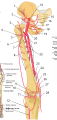 Arteries of the thigh labeled with numbers.  The lateral circumflex femoral is labeled as #5.
