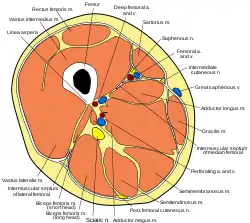 Cross section of thigh