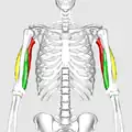 Still image. Anterior view.