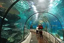 Photo – silhouettes of people in foreground. One large fish with many smaller fish in background.