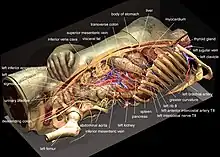 Reconstruction of the Visible Humans's Inner Organs