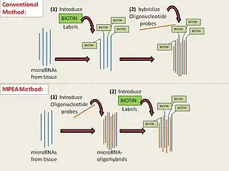 Figure 1. Work flow: from tissue to readout