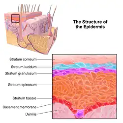 Epidermis.