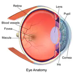 Eye.