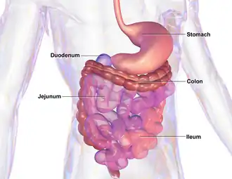 Gastrointestinal system.