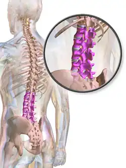 Lumbar spine.