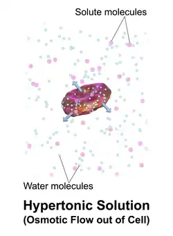 A red blood cell in a hypertonic solution.