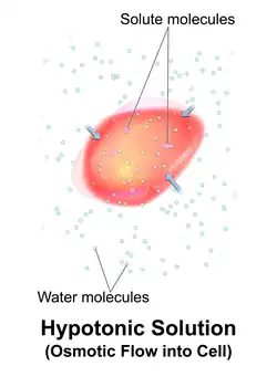 A red blood cell in a hypotonic solution.