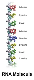 RNA molecule.