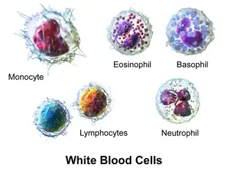 White blood cells.