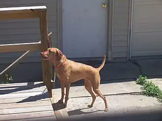 Barking Dog