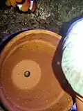 A newly laid clutch of about 250 eggs can be seen at the top of the inside of the clay pot. They are orange in color and capsule-shaped.