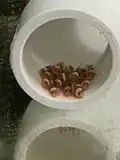 At night they bunch together.