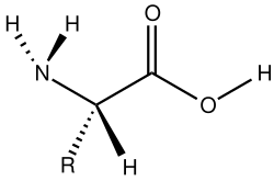 Protein Monomer = Amino Acids (monomers)