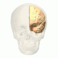 Limbic lobe (red) of left cerebral hemisphere.