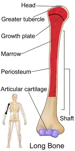 Humerus.