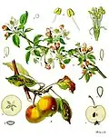 Malus domestica