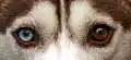 Dogs pupils are round