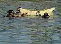 Navy training exercise using lift bags.