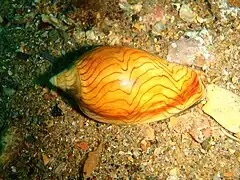 Wavy volute Amoria undulata