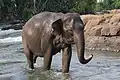 Elephant in the Tad Lo river