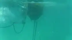 Boom and Chain under water