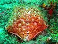 Cushion star