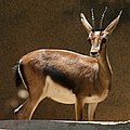Cuvier's gazelle
