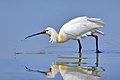 Common spoonbill (Platalea leucorodia)
