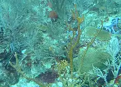 Fire coral is quite healthy on both Reefs.