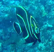Juvenile French Angel Fish living on a small coral head in high energy water 50 m off Crane Beach.