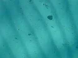 Could that be a conch 10 m down on the sand inside the Inner Reef off Foul Bay?