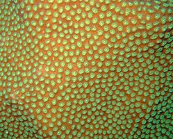 The polyps of Mustard Hill Coral seem particularly active on the Inner Reef.